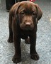 Safety Around Dogs Video