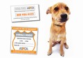 Pet Safety Sticker