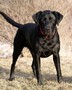 Joint Oats for Dogs