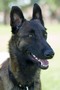 Training Older Dogs