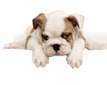 Natural Nibbles Doggie Treats